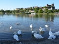 best-western-breisach-foto-tidpress-4