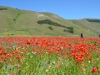 Castelluccio-Paolo-Gianfelci (1)