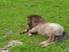 Valle-Gastein-Foto-Paolo-Gianfelici (1)