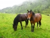 Valle-Gastein-Foto-Paolo-Gianfelici (17)