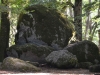 Faggeta-Monte-Cimino-Paolo-Gianfelici (1)