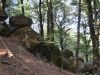 Faggeta-Monte-Cimino-Paolo-Gianfelici (8)