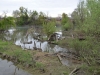 Fiume-Sile-Paolo-Gianfelici (32)