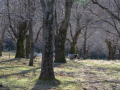 serino-bosco-di-castagni-1