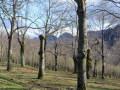 serino-bosco-di-castagni-3