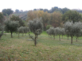 tenuta-mastro-berardino-3
