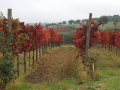 vigneti-mastro-berardino-2
