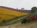 vigneti-mastro-berardino-4
