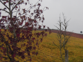 vigneti-mastro-berardino