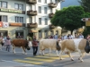 Jungfraubahn-Foto-TiDPress (30)