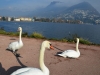 LAC-Lugano-Foto-Paolo-Gianfelici (19)