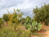 Ostuni-Il-Frantoio-Paolo-Gianfelici (11)