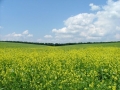 campagna-moldava-foto-tidpress-1