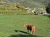 Soave-Paolo-Gianfelici (12)