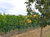 Brunello-Cucinelli-Photos-Paolo-Gianfelici (73)