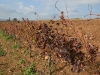 Cantina-di-Venosa-Paolo-Gianfelici (5)