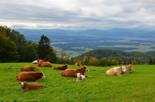 Natura senza confini: la regione Gorenjska