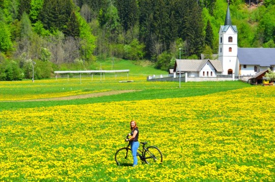 Slovenia: i ciliegi di Kranjska Gora