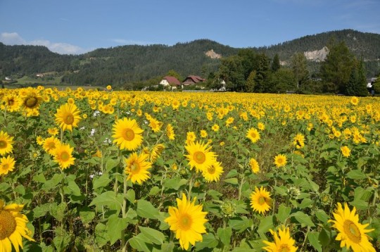 Un’arca sulla montagna