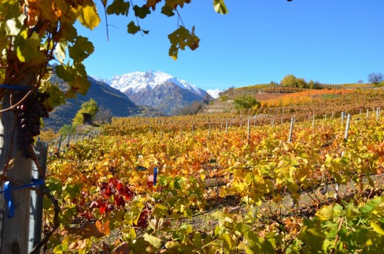 Valle d’Aosta, vigneti con vista