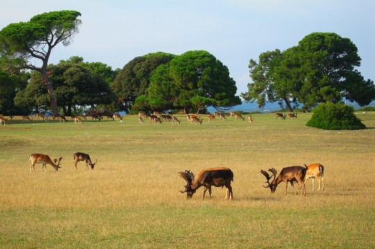 Croazia: il Parco Nazionale di Brioni