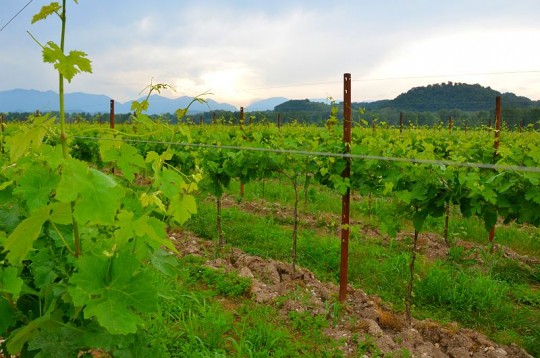 Terre del Prosecco: i vigneti biodiversity friend di Villa Sandi