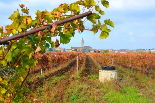 L’enoturismo emozionale della Cantina di Venosa