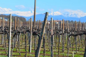 Vigneti di Ribolla Gialla con le Alpi sullo sfondo