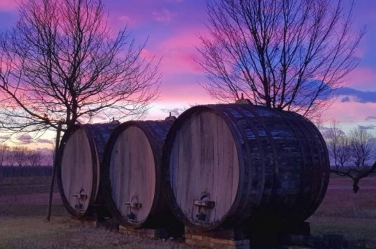 Vino ed acqua: il mondo liquido d’Isola Augusta