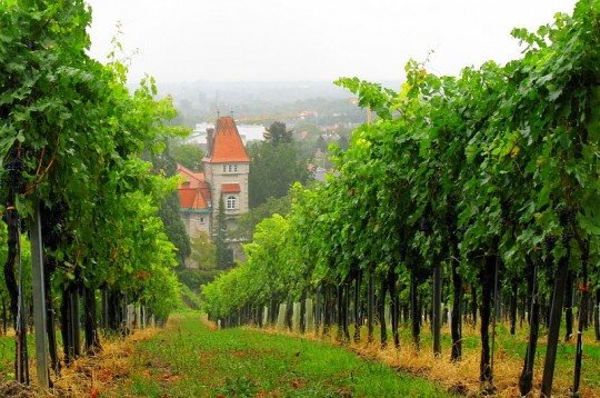 Austria, sapori d’autunno nel Bosco Viennese