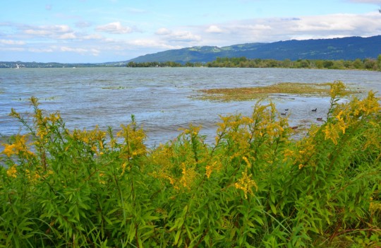 Austria, in bicicletta sul Delta del Reno