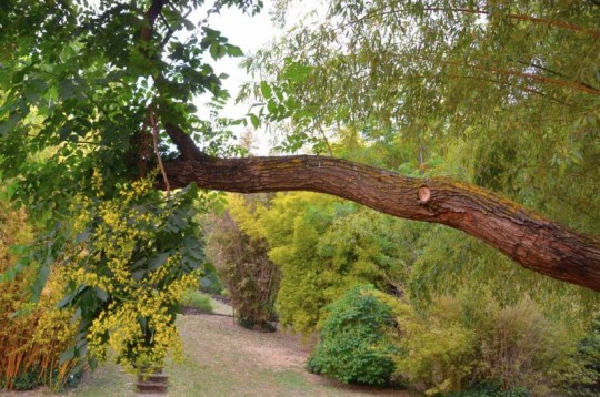 Roma, l’oasi dell’Orto Botanico