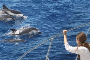 Sulle orme dei delfini Foto  www.antibesjuanlespins.com