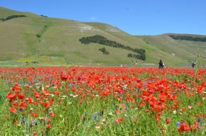 Castelluccio, la fioritura delle lenticchie