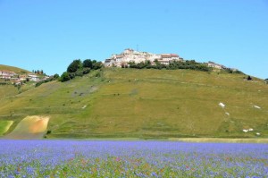 Castelluccio, la fioritura delle lenticchie