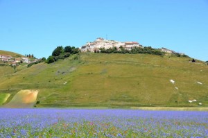 Castelluccio, la fioritura delle lenticchie