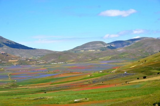 Castelluccio di Norcia, la spettacolare Fiorita delle lenticchie