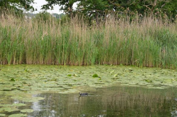 Soletta: la biodiversità del Burgäschisee