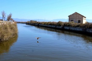 Il Parco Regionale Molentargius Saline