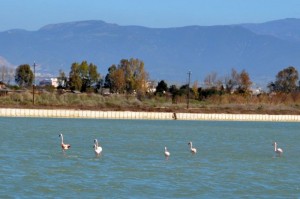 Il Parco Regionale Molentargius Saline