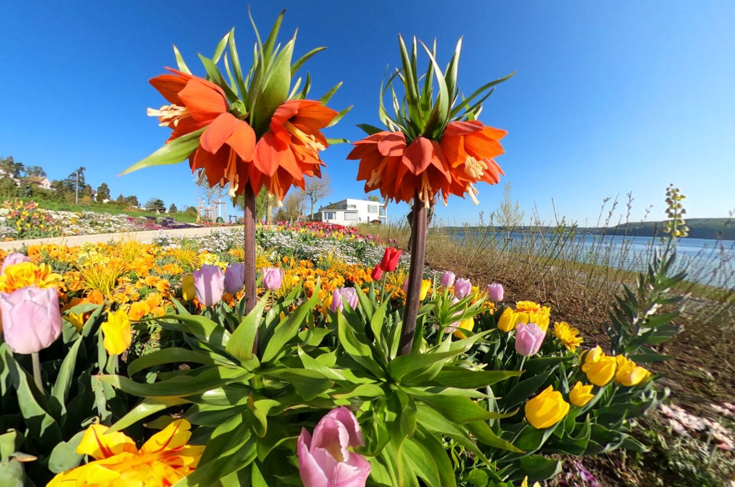 Primavera fiorita a Überlingen