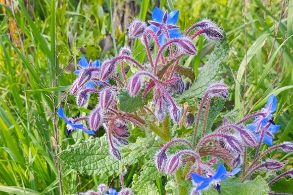 La primavera nella Riserva della Marcigliana