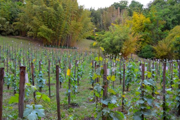 Luca Maroni: vini e fiori