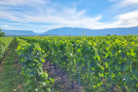 Vini e colori della campagna ginevrina