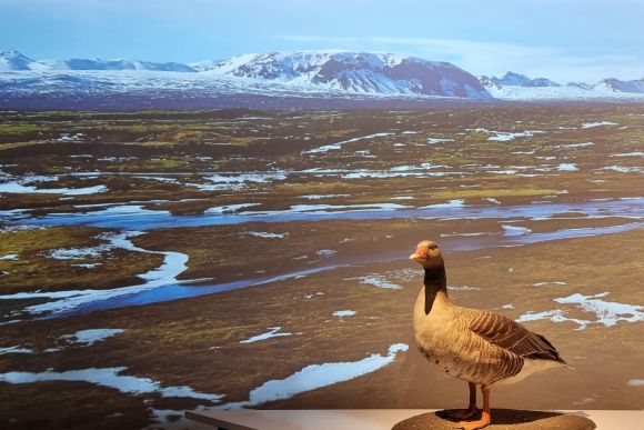 Rosenheim (Baviera): la mostra “L’Era Glaciale”