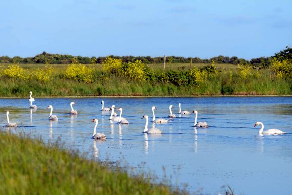 Charente-Maritime, l’estuario del fiume