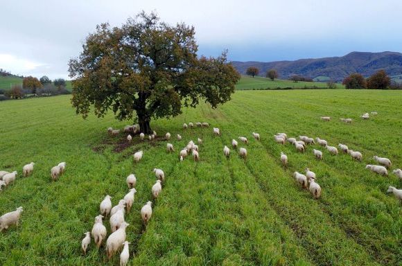L’Abbacchio Romano IGP: Un Tesoro della Tradizione Gastronomica