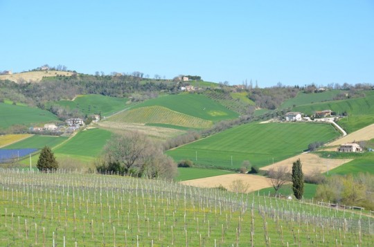 Borghi e colline del Piceno