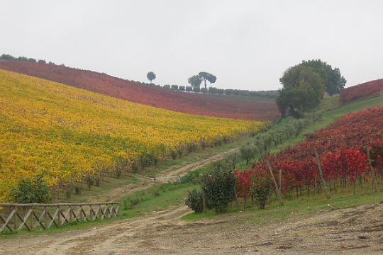 Irpinia: “Taurasi Vendemmia”